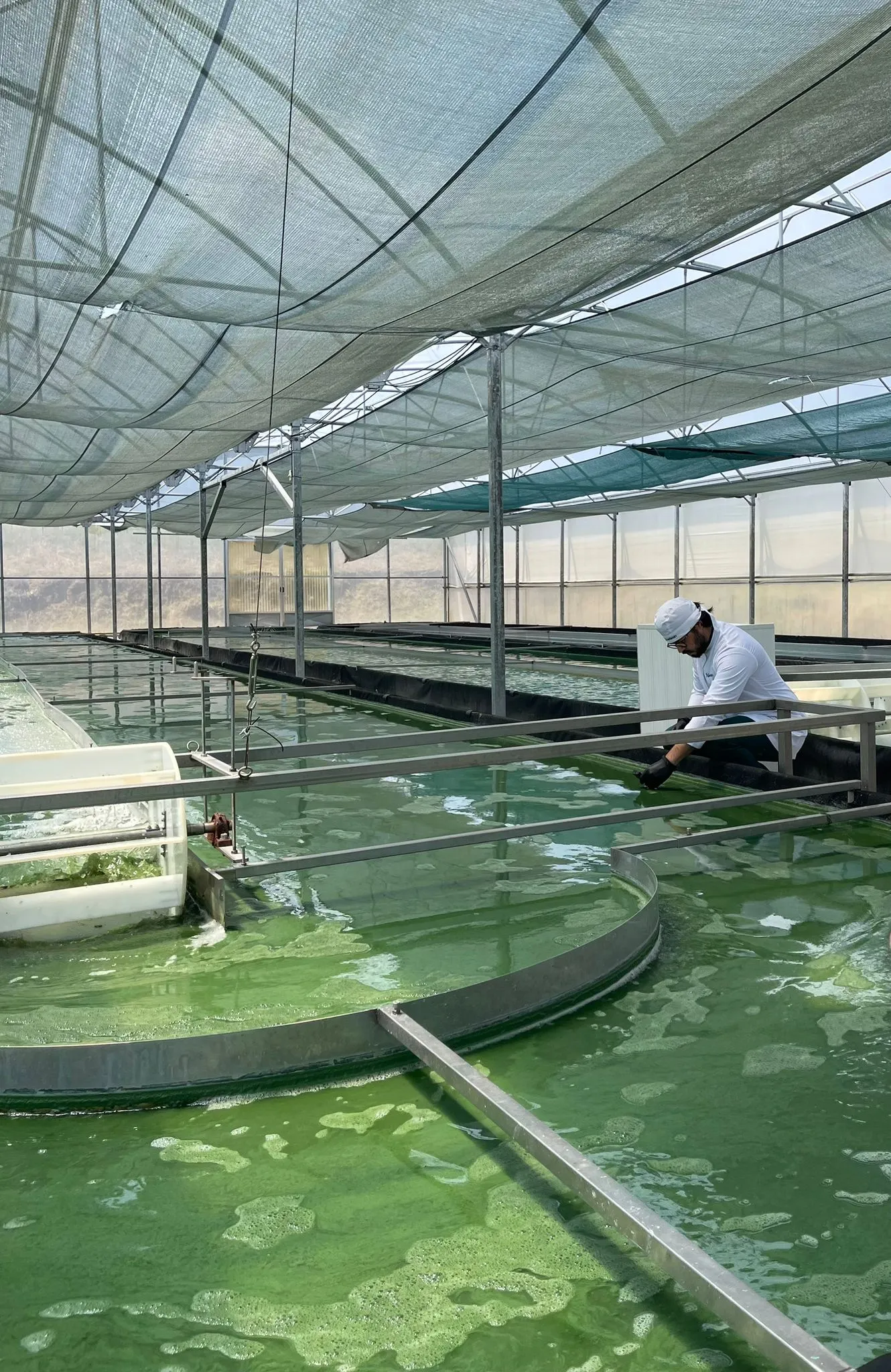 tanque na estufa de spirulina com técnico